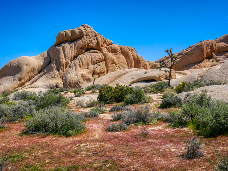 Typical landscape in the Mojave Desert region