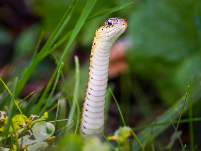 Snakes can raise the front part of their bodies straight and high into the air, a behavior called periscoping. In addition to the information they gain through their other senses, periscoping gives snakes a better view over obstacles in their path, and it helps them detect predators and prey.