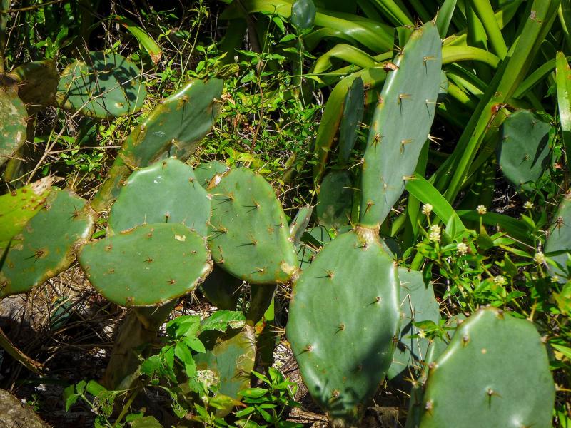 Endemic to the southeastern US and Florida, <i>Opuntia stricta</i> grows in sandy coastal environments.