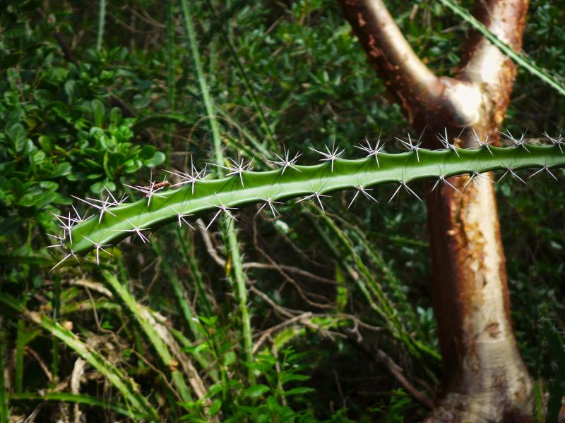<i>Acanthocereus tetragonus</i>: This tropical cactus forms thickets in coastal hammocks. Large white blooms open at night to attract hummingbird moths for pollination.