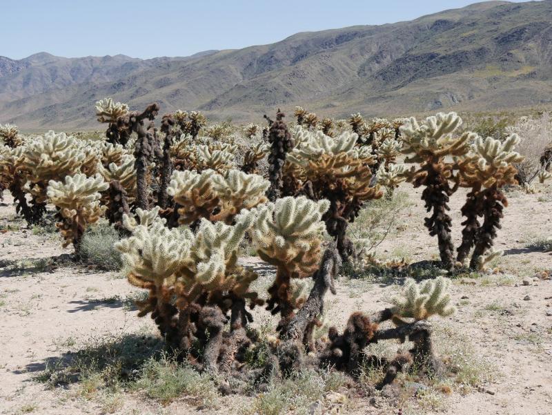 "Garden" of cholla cactus (<i>Cylindropuntia bigelovii</i>): This vigorous grower reproduces vegetatively, by loosely-attached segments that fall to the ground and root. 