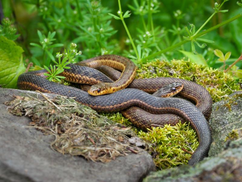 While snakes of many species are thought of as solitary, garter snakes have well-documented social interactions. They brumate (overwinter) in groups of hundreds of snakes, and interact both in the fall when they return to their brumation sites, and again in the spring when they emerge to mate. Garter snakes have been observed and documented to have preferred "friends" with whom they seek interaction.