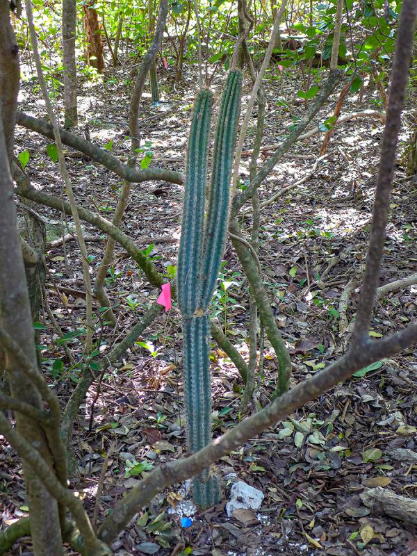 <i>Pilosocereus robinii</i>, Florida Keys endemic: This rare, endangered cactus is flagged here as part of a conservation study.