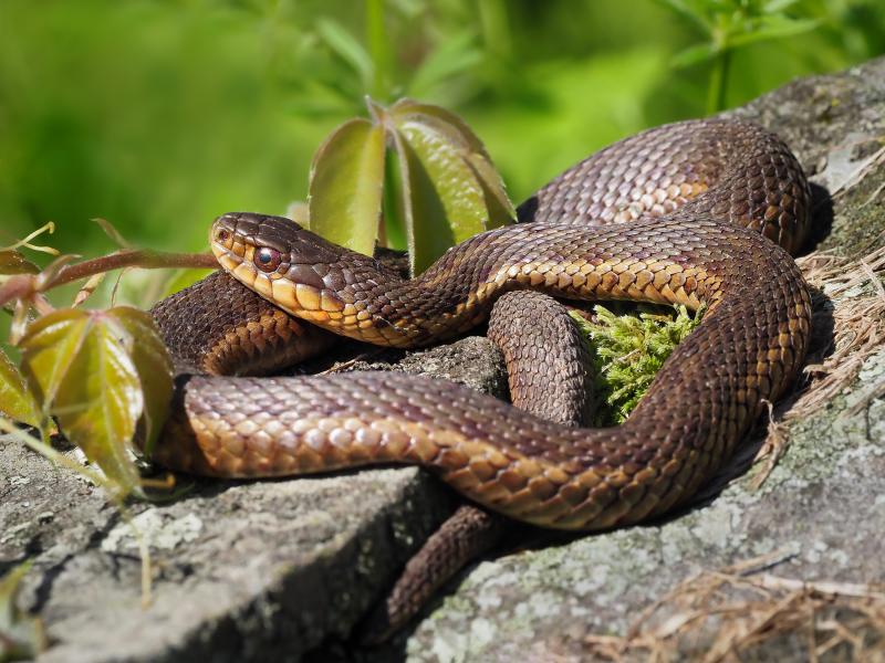 Snakes are ectotherms ("cold-blooded" animals), and temperature affects every aspect of their lives. Unlike mammals and birds, they cannot regulate their temperature by using internal heat generated by metabolic activity. Instead, snakes vary their locations and behaviors to maintain a proper body temperature. The behaviors include basking in the sun on cool days, seeking shade on hot days, and huddling with other snakes during the winter.