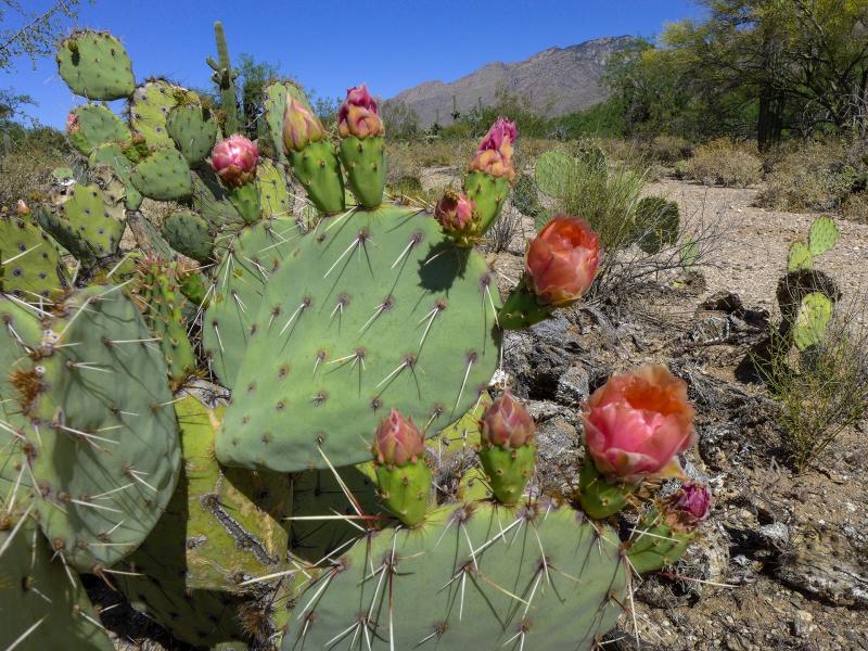 <i>Opuntia phaeacantha</i>: This cactus grows relatively quickly and is widespread. Like other cacti in the region, the fruits and stems of these cacti were important food sources for indigenous people.