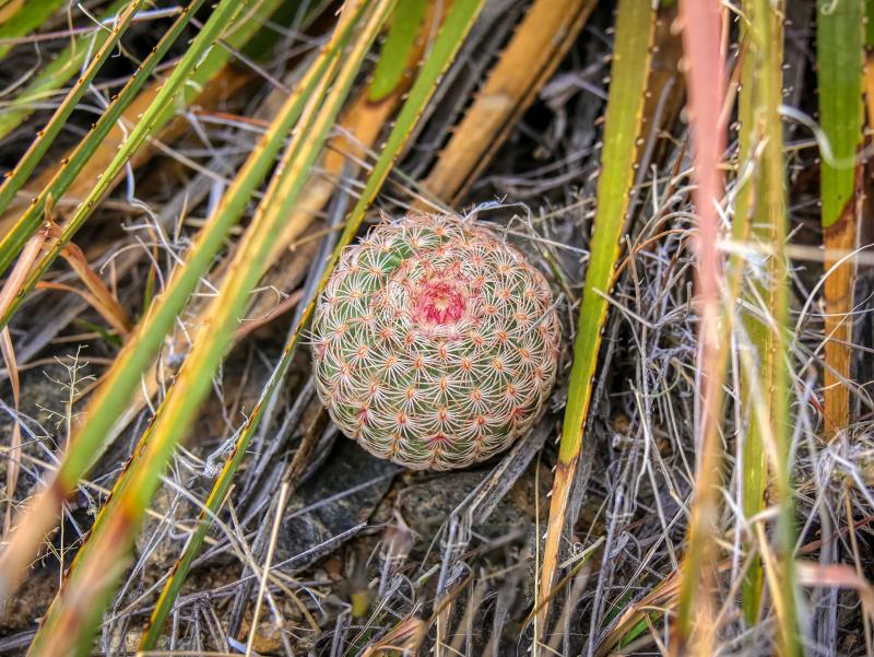 <i>Echinocereus rigidissimus</i>: A young "Arizona Rainbow Hedgehog Cactus" grows in the shelter of a nurse plant.
