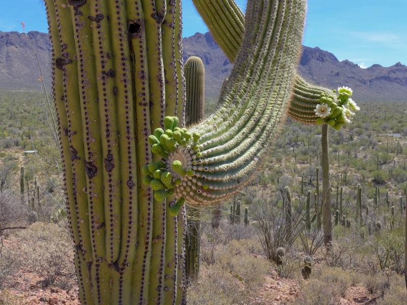 The iconic giant of the Sonoran Desert, the saguaro (<i>Carnegiea gigantea</i>) blooms in May. Saguaros can live for 200 years and grow to over 40 feet tall.