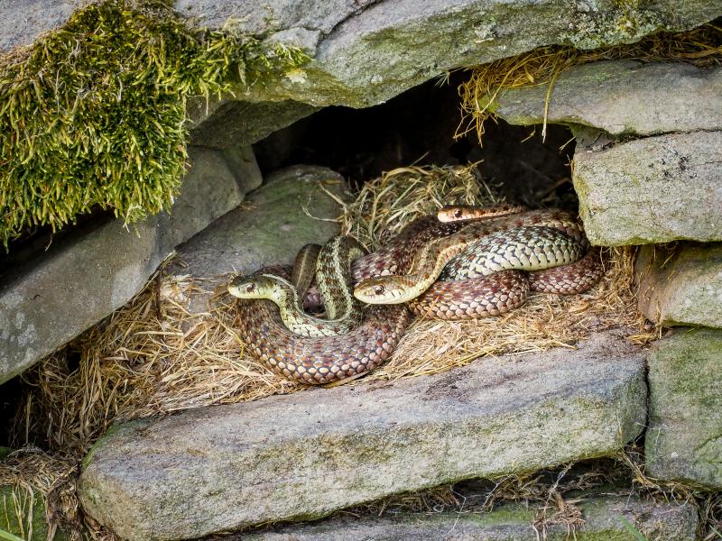 Unlike most snakes, which lay clutches of eggs, garter snakes are ovoviviparous: they bear live young from eggs that are incubated inside the snake's body. Although the extremes are uncommon, a garter snake may produce between two and 100 babies per season! Garter snakes of the same species, even from the same litter, display a wide variety of colors and patterns.