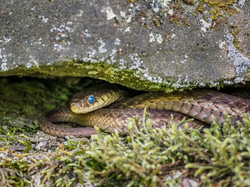 This snake's opaque blue eye scales indicate that it is ready to shed its skin. Snakes shed their skins several times per year as they grow. Just before the snake is ready to shed, fluid builds up to loosen the outer layer of skin, which causes the blue appearance of the eyes. Their reduced vision makes snakes more vulnerable to predation, so during the pre-shedding period, they tend to remain hidden.