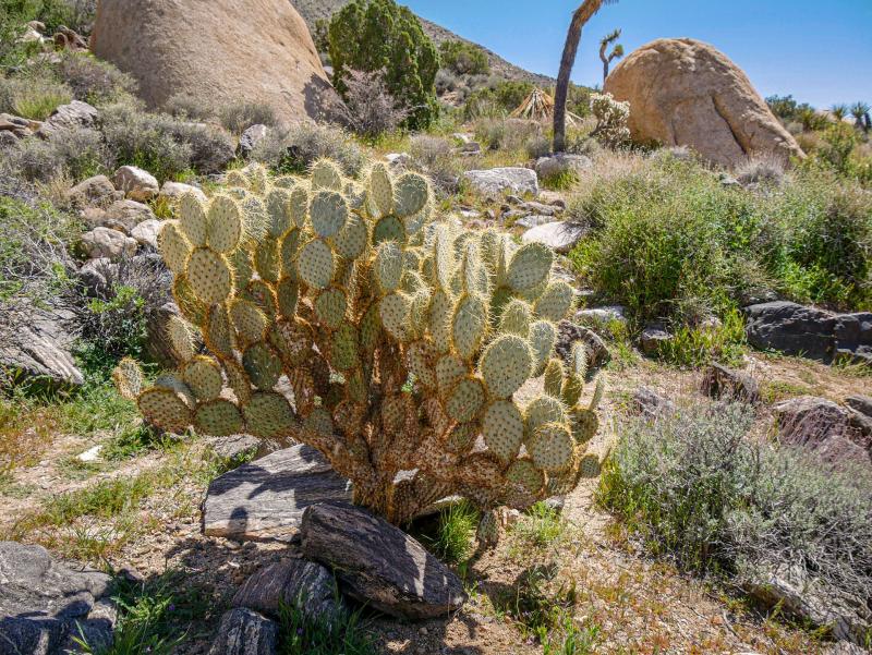 <i>Opuntia polyacantha var. erinacea</i>: This long-spined prickly pear cactus grows in the Mojave Desert among the Joshua trees. Populations are generally healthy and vigorous.
