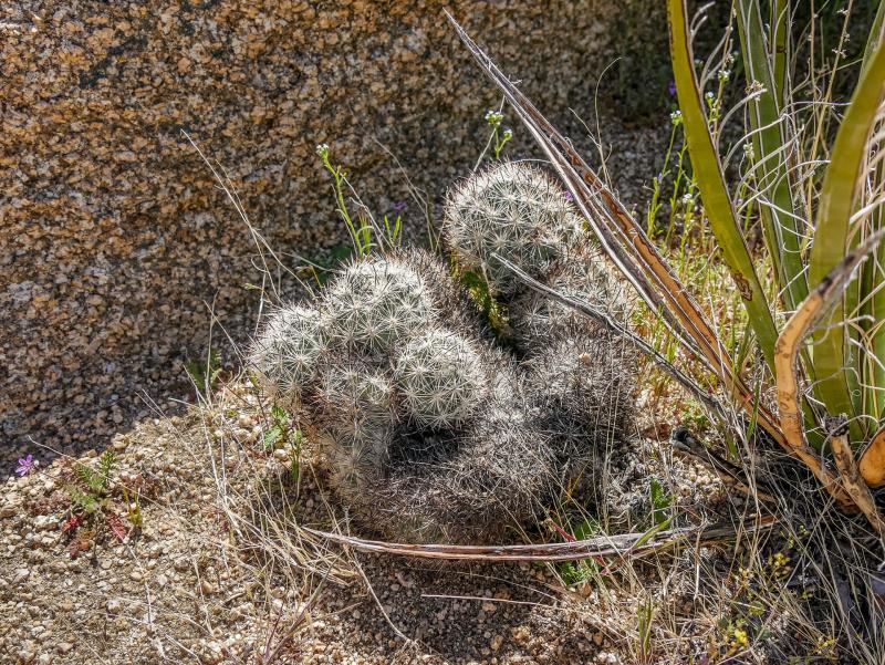 <i>Coryphantha vivipara var. alversonii</i>: Although quite rare overall, this cactus is found readily in Joshua Tree National Park.