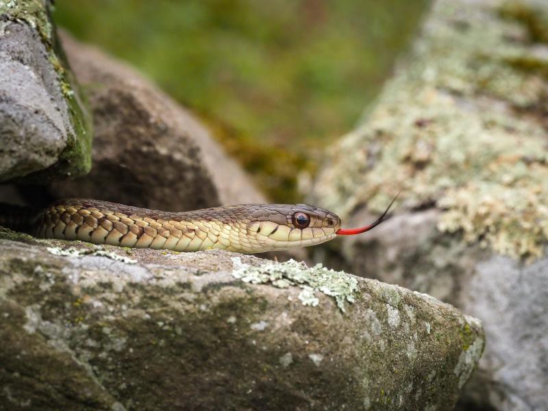 Snakes flick their tongues to detect scents in their environment. Their tongues retrieve chemical particles from the air and the ground and deliver them to the snake's mouth, where the vomeronasal (Jacobson's) organ is located. This organ detects pheromones and other chemical signals, and the forked nature of the tongue allows the snake's brain to determine the distance to prey items and other snakes.
