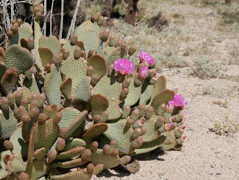 <i>Opuntia basilaris</i>: This pink bloomer is a prickly pear cactus that grows mainly in the Mojave and Colorado Deserts. It is an endangered plant in California.
